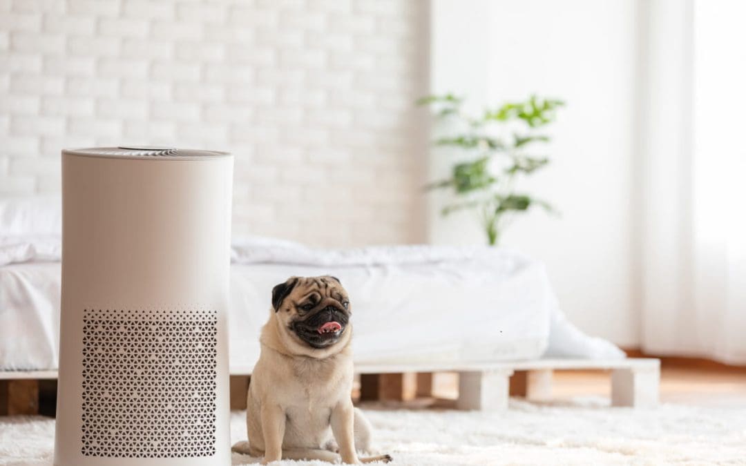 Breathe Easy: 6 Ways to Allergy-Proof Your Home