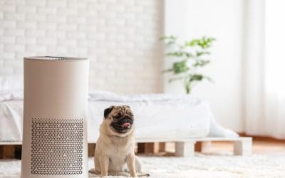 Breathe Easy: 6 Ways to Allergy-Proof Your Home